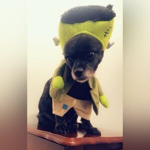 Dog small Frankenstein costume